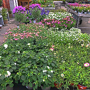 Saisonfloristik Sommer