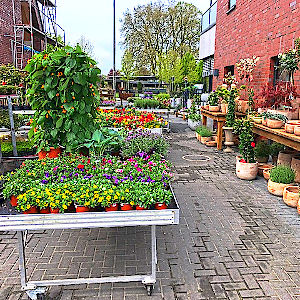 Saisonfloristik Sommer