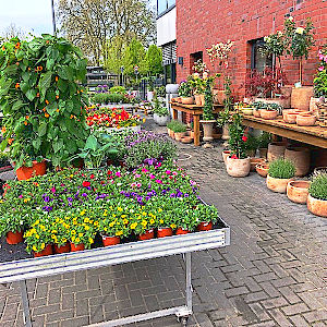 Saisonfloristik Sommer