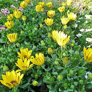 Saisonfloristik Sommer