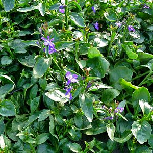 Saisonfloristik Sommer