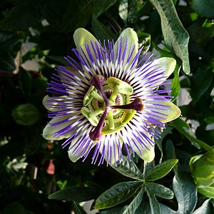 Saisonfloristik Sommer