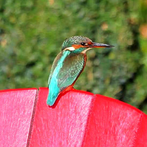 Saisonfloristik Sommer